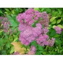 Спірея японська Макрофілла | Спирея японская Макрофилла | Spiraea japonica Macrophylla
