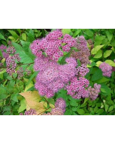 Спірея японська Макрофілла | Спирея японская Макрофилла | Spiraea japonica Macrophylla