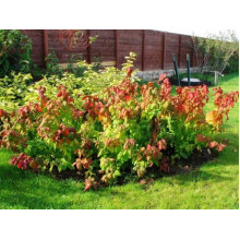 Спірея японська Макрофілла | Спирея японская Макрофилла | Spiraea japonica Macrophylla