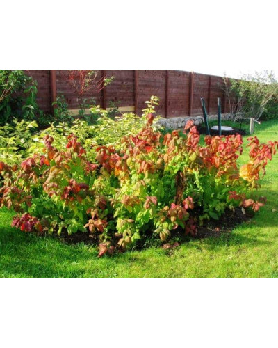 Спірея японська Макрофілла | Спирея японская Макрофилла | Spiraea japonica Macrophylla