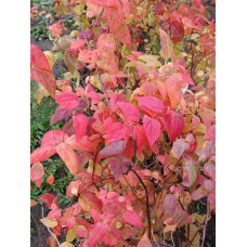 Спірея японська Макрофілла | Спирея японская Макрофилла | Spiraea japonica Macrophylla
