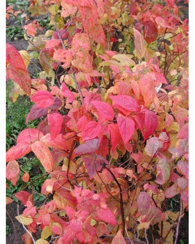 Спірея японська Макрофілла | Спирея японская Макрофилла | Spiraea japonica Macrophylla