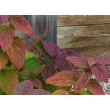 Спірея японська Макрофілла | Спирея японская Макрофилла | Spiraea japonica Macrophylla
