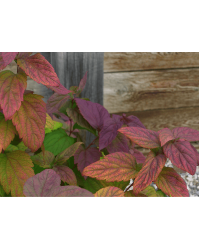 Спірея японська Макрофілла | Спирея японская Макрофилла | Spiraea japonica Macrophylla
