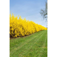 Форзиція середня Лінвуд | Форзиция средняя Линвуд | Forsythia intermedia Lynwood