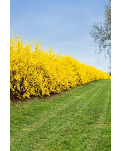 Форзиція середня Лінвуд | Форзиция средняя Линвуд | Forsythia intermedia Lynwood