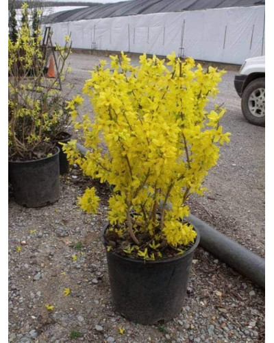 Форзиція середня Лінвуд | Форзиция средняя Линвуд | Forsythia intermedia Lynwood