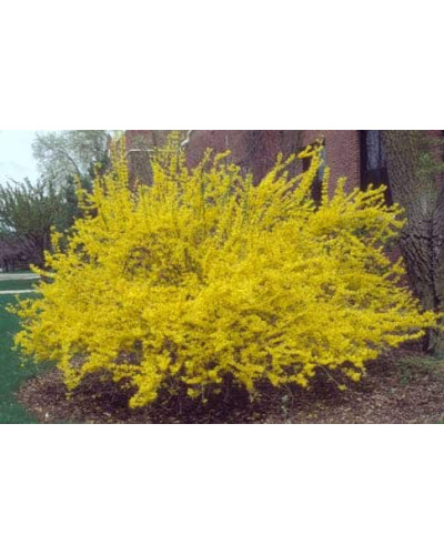 Форзиція середня Лінвуд | Форзиция средняя Линвуд | Forsythia intermedia Lynwood