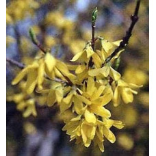 Форзиція середня Лінвуд | Форзиция средняя Линвуд | Forsythia intermedia Lynwood