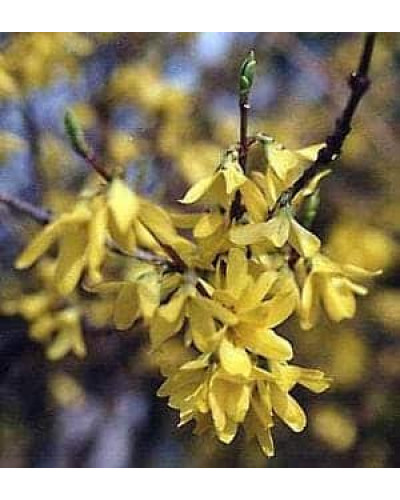 Форзиція середня Лінвуд | Форзиция средняя Линвуд | Forsythia intermedia Lynwood