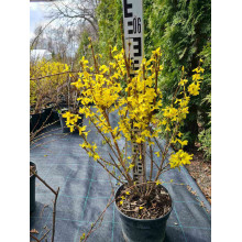 Форзиція середня Лінвуд | Форзиция средняя Линвуд | Forsythia intermedia Lynwood