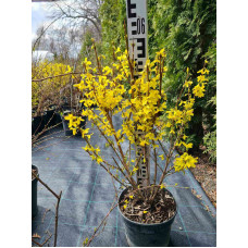 Форзиція середня Лінвуд | Форзиция средняя Линвуд | Forsythia intermedia Lynwood