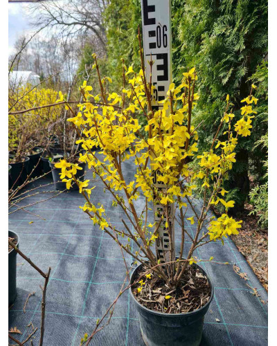 Форзиція середня Лінвуд | Форзиция средняя Линвуд | Forsythia intermedia Lynwood