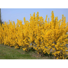 Форзиція середня Лінвуд | Форзиция средняя Линвуд | Forsythia intermedia Lynwood