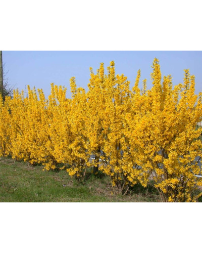 Форзиція середня Лінвуд | Форзиция средняя Линвуд | Forsythia intermedia Lynwood