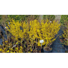 Форзиція середня Лінвуд | Форзиция средняя Линвуд | Forsythia intermedia Lynwood