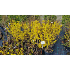 Форзиція середня Лінвуд | Форзиция средняя Линвуд | Forsythia intermedia Lynwood