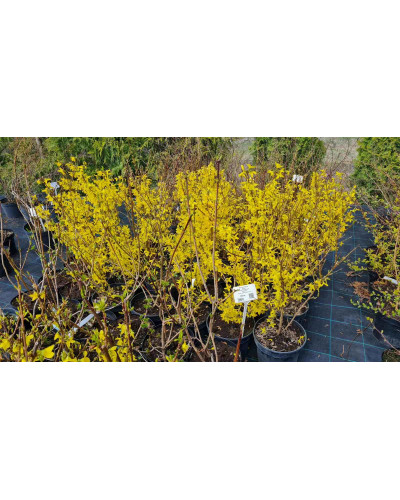 Форзиція середня Лінвуд | Форзиция средняя Линвуд | Forsythia intermedia Lynwood