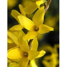 Форзиція середня Лінвуд | Форзиция средняя Линвуд | Forsythia intermedia Lynwood