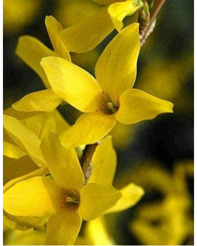 Форзиція середня Лінвуд | Форзиция средняя Линвуд | Forsythia intermedia Lynwood