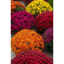 Хризантема Мультіфлора | Хризантема Мультифлора | Chrysanthemum Multiflora