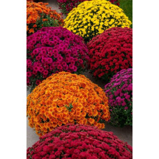 Хризантема Мультіфлора | Хризантема Мультифлора | Chrysanthemum Multiflora