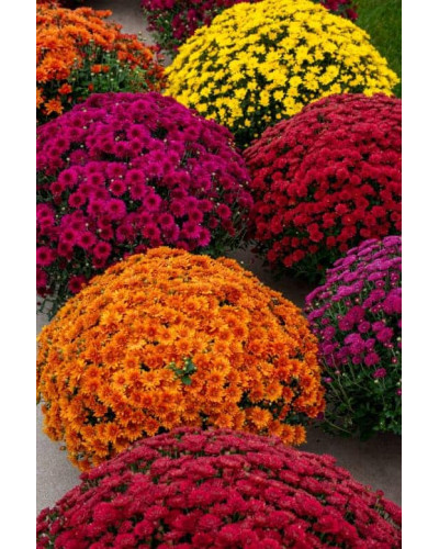 Хризантема Мультіфлора | Хризантема Мультифлора | Chrysanthemum Multiflora