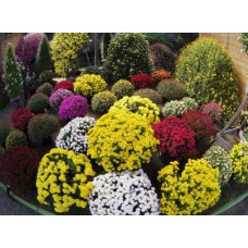 Хризантема Мультіфлора | Хризантема Мультифлора | Chrysanthemum Multiflora