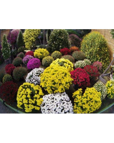 Хризантема Мультіфлора | Хризантема Мультифлора | Chrysanthemum Multiflora
