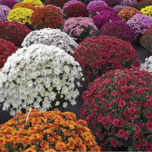 Хризантема Мультіфлора | Хризантема Мультифлора | Chrysanthemum Multiflora