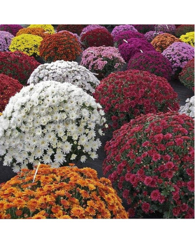Хризантема Мультіфлора | Хризантема Мультифлора | Chrysanthemum Multiflora