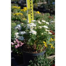 Хризантема Мультіфлора | Хризантема Мультифлора | Chrysanthemum Multiflora