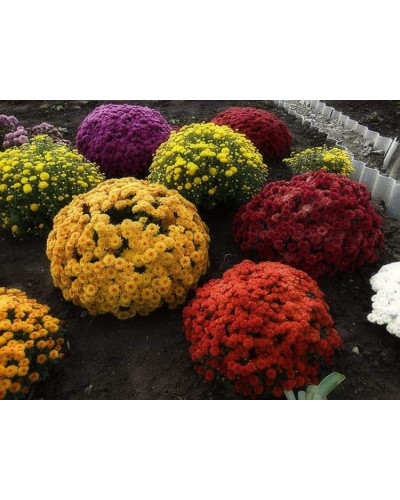 Хризантема Мультіфлора | Хризантема Мультифлора | Chrysanthemum Multiflora
