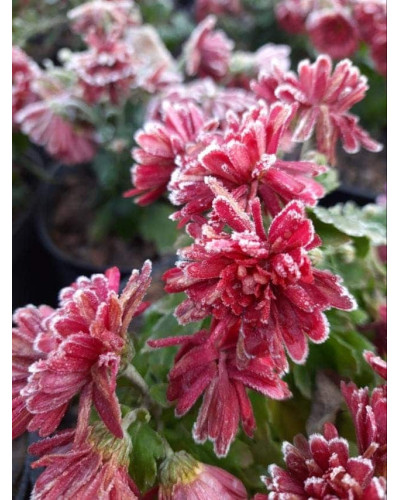 Хризантема Мультіфлора | Хризантема Мультифлора | Chrysanthemum Multiflora