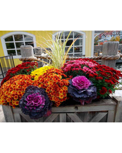 Хризантема Мультіфлора | Хризантема Мультифлора | Chrysanthemum Multiflora