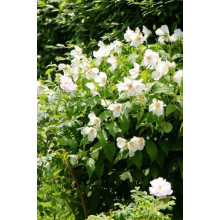Чубушник вінечний Снігопад | Чубушник венечный Снегопад | Philadelphus coronarius Schneesturm