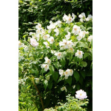 Чубушник вінечний Снігопад | Чубушник венечный Снегопад | Philadelphus coronarius Schneesturm