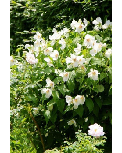 Чубушник вінечний Снігопад | Чубушник венечный Снегопад | Philadelphus coronarius Schneesturm