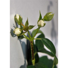 Чубушник вінечний Снігопад | Чубушник венечный Снегопад | Philadelphus coronarius Schneesturm
