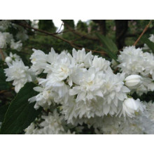 Чубушник вінечний Снігопад | Чубушник венечный Снегопад | Philadelphus coronarius Schneesturm