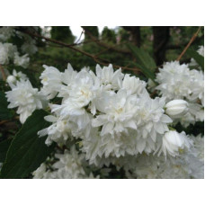 Чубушник вінечний Снігопад | Чубушник венечный Снегопад | Philadelphus coronarius Schneesturm