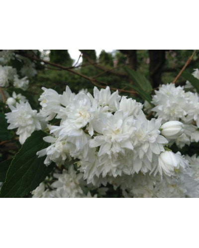 Чубушник вінечний Снігопад | Чубушник венечный Снегопад | Philadelphus coronarius Schneesturm
