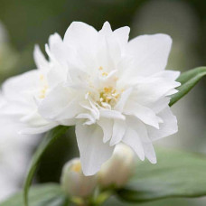 Чубушник вінечний Снігопад | Чубушник венечный Снегопад | Philadelphus coronarius Schneesturm