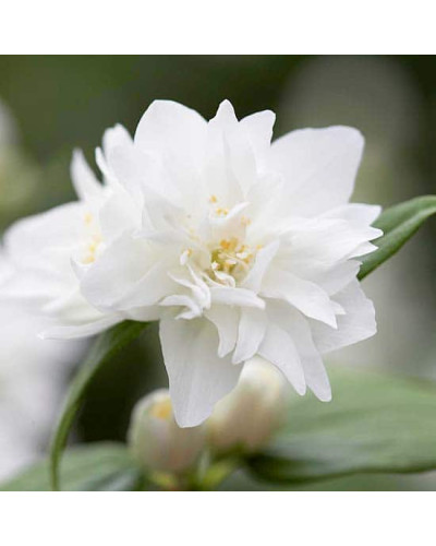 Чубушник вінечний Снігопад | Чубушник венечный Снегопад | Philadelphus coronarius Schneesturm