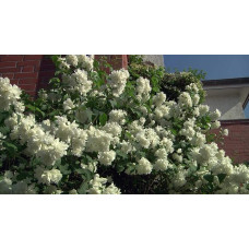 Чубушник вінечний Снігопад | Чубушник венечный Снегопад | Philadelphus coronarius Schneesturm