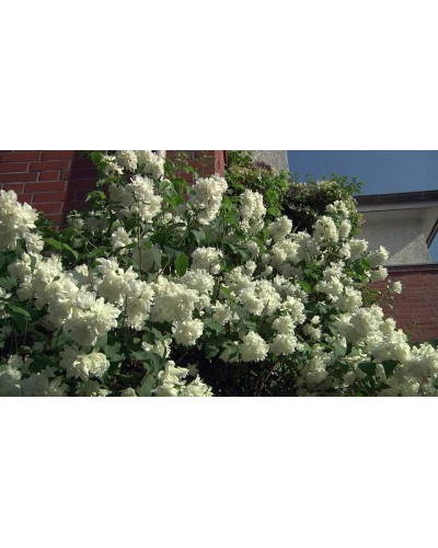 Чубушник вінечний Снігопад | Чубушник венечный Снегопад | Philadelphus coronarius Schneesturm