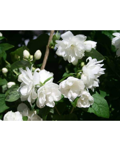 Чубушник вінечний Снігопад | Чубушник венечный Снегопад | Philadelphus coronarius Schneesturm