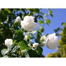 Чубушник вінечний Снігопад | Чубушник венечный Снегопад | Philadelphus coronarius Schneesturm