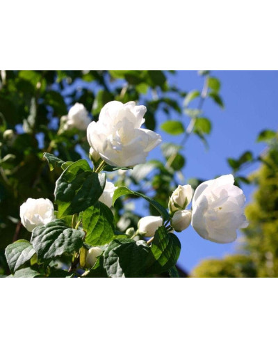 Чубушник вінечний Снігопад | Чубушник венечный Снегопад | Philadelphus coronarius Schneesturm