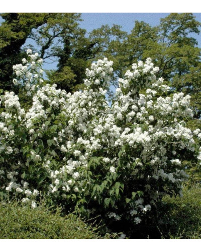 Чубушник вінечний Снігопад | Чубушник венечный Снегопад | Philadelphus coronarius Schneesturm